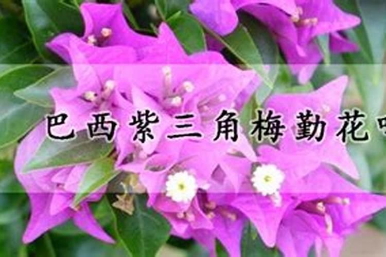 新长的蓝莓叶子怎么是黄色的？