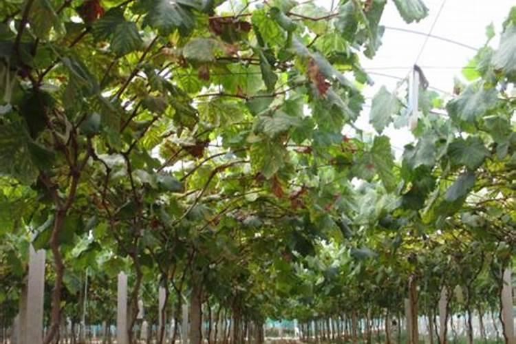 全国腐植酸肥料十强企业
