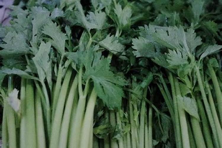 芹菜后期冲什么肥料好