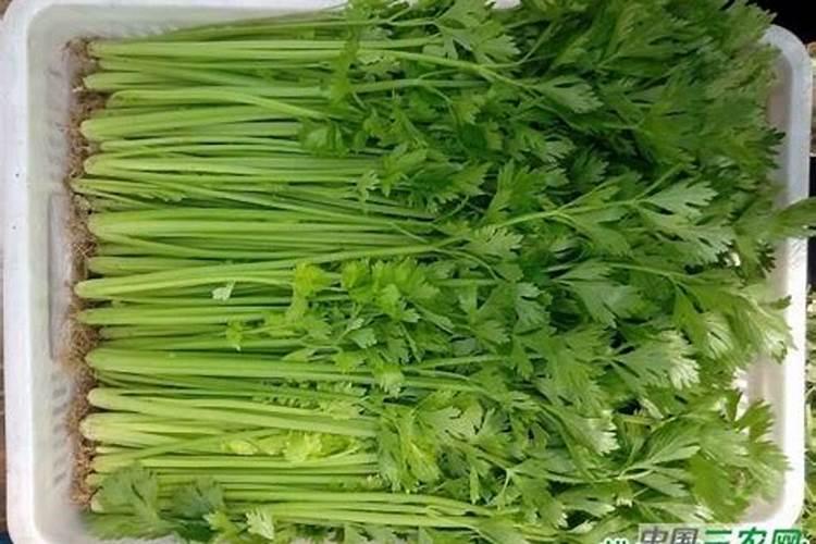 芹菜如何施肥长得快
