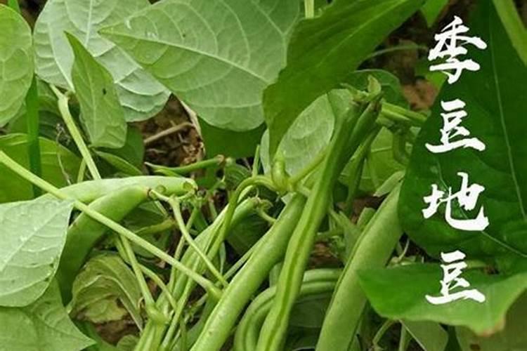 豌豆开花期可以喷芸苔素加红糖吗