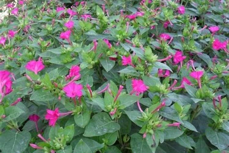 芸苔素喷玉米真的能增产吗(玉米喷施使用芸苔素最佳时间)