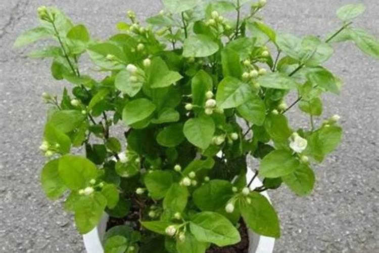 茉莉花施什么肥最好 适合用什么肥料
