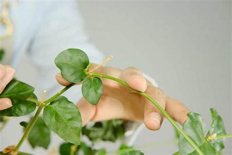 茉莉浇什么肥最好