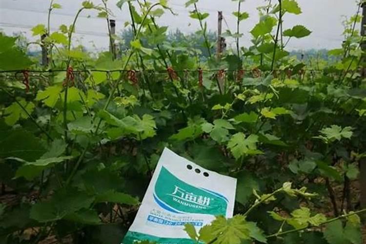 氨基酸水溶肥料的用法有哪些 氨基酸水溶肥使用禁忌