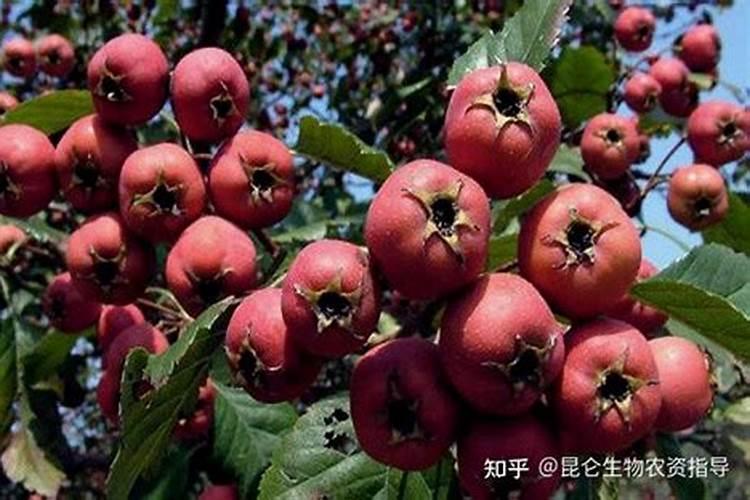 山楂膨大打什么药最好