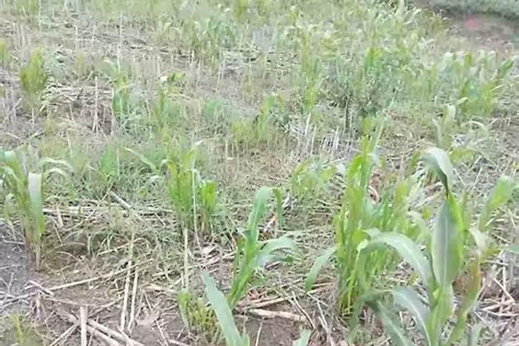 什么物质含有氮肥、磷肥、钾肥