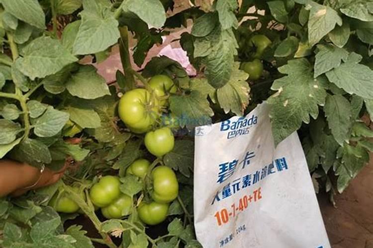 什么有机肥料富含磷、钾？