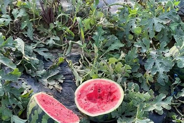 种菜要先洒复合肥用土盖住再洒菜籽吗？