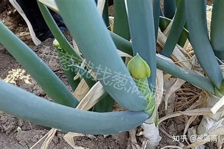 金钱树用什么肥料好