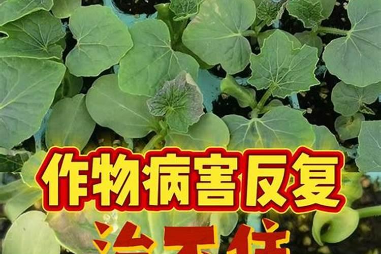 绿萝浇水可以从叶子上直接浇下来吗,可以喷叶子吗