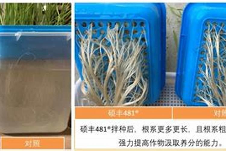 芸苔素内酯有何特点？已用于哪些作物上