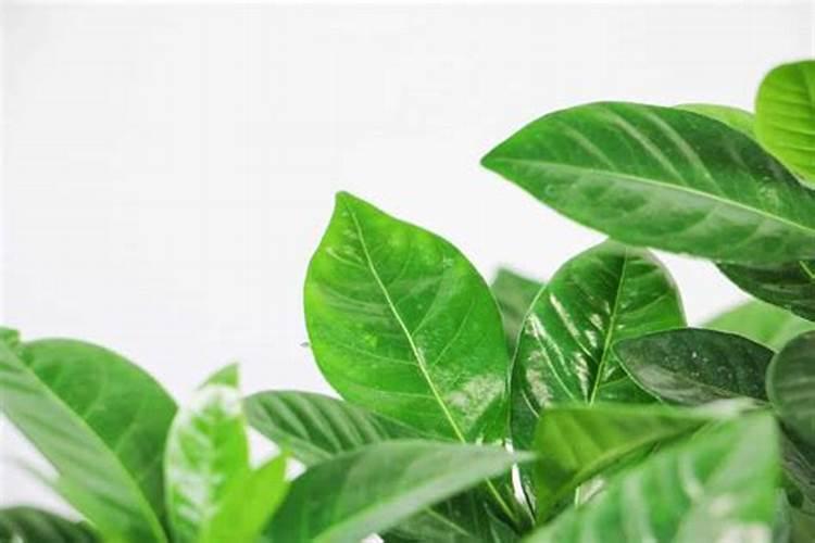 不见光好养的室内植物 养花没有阳光怎么办