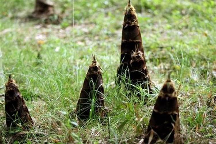 种植春笋应该如何施肥？春笋施肥技术!