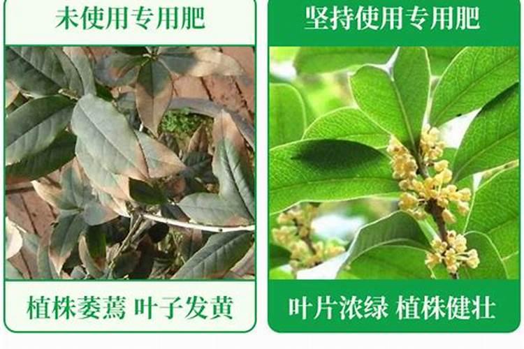 室内绿萝怎么老是黄叶子,怎么处理？