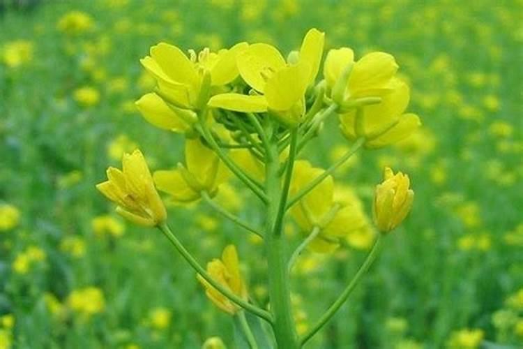 什么是油菜素内脂？