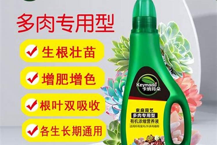 多肉施什么肥好多肉施什么肥