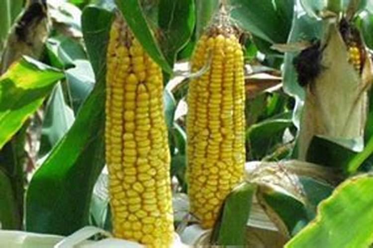 玉米苗打完金打棒叶面肥能直接打除草剂吗？
