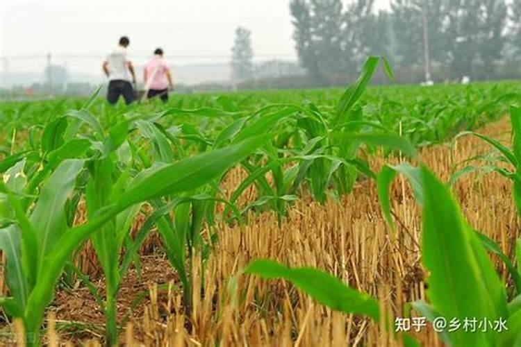 养花使用什么样的肥料好 养花一般要施什么肥料