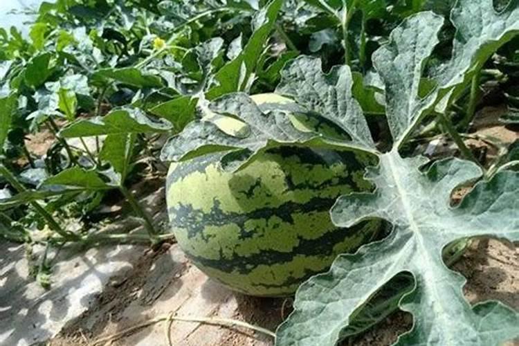 西红柿喜欢什么肥料？