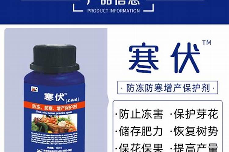 九里香下山桩冬天能种活吗？