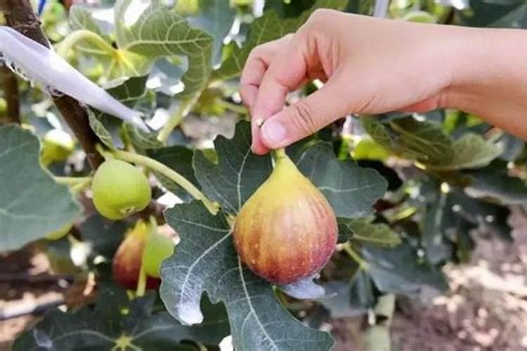 无花果施什么肥好