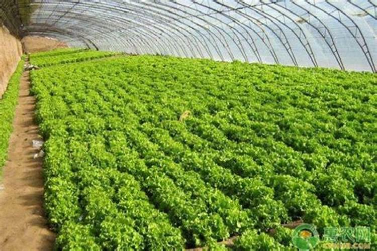 刚移栽的果树滴灌用什么肥好？