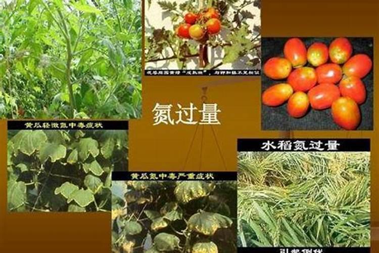 吃什么食物能快速补充人体缺钾？