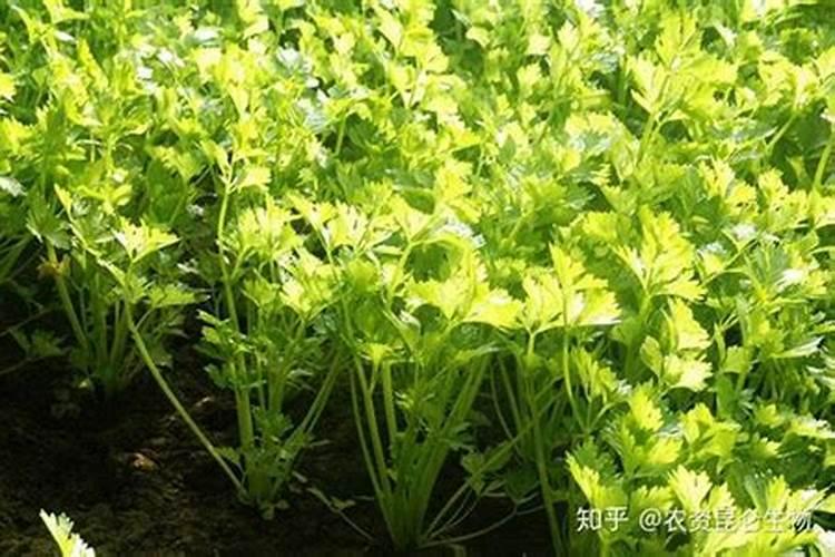 烤烟种植技术与方法