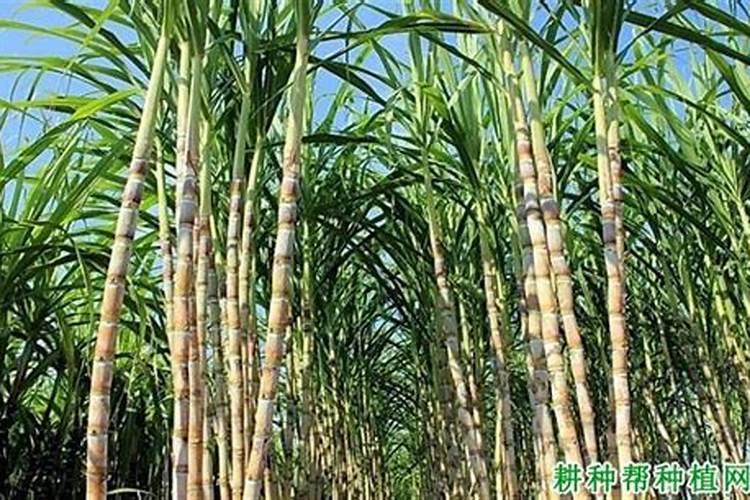 西瓜上什么肥料又大又甜