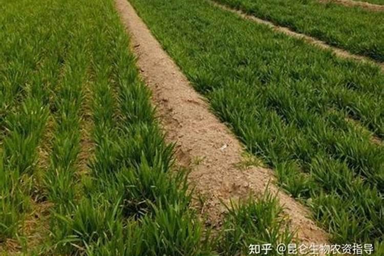 种西瓜用什么肥料最好