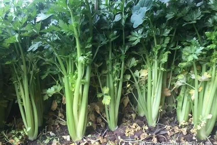 ...K肥施用过多会不会导致植物对钙吸收下降啊？
