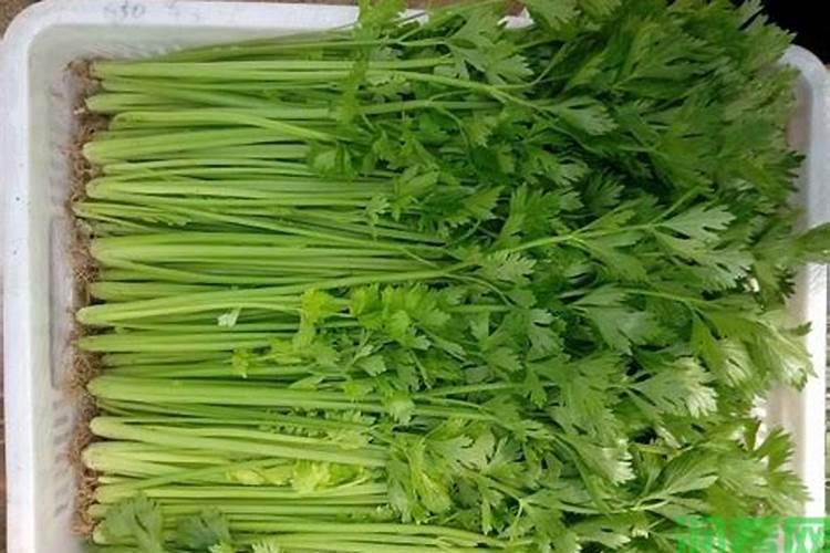 栽完芹菜就可以施肥吗？