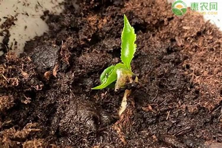 刚刚移栽的樱桃树可以使用叶面肥吗？怎样使用？