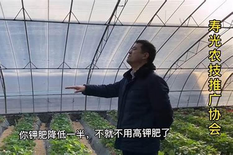 大棚黄瓜棵长的慢,叶片大怎么回事？