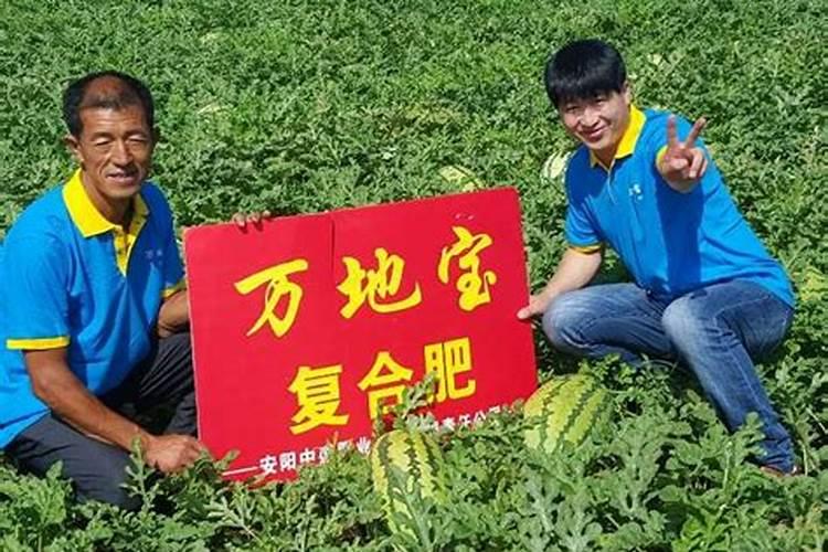 黄瓜叶片如何变绿变厚？