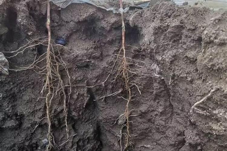复合型水溶肥料与水溶肥那个更好？