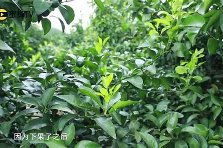 柑橘什么时候可以打保花保果药