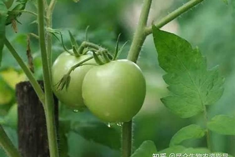幼儿园大班美术活动教案