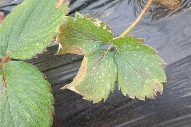 花施肥施多了怎么办