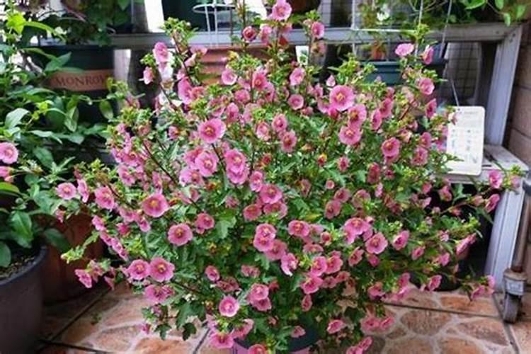 有哪些花需要磷肥
