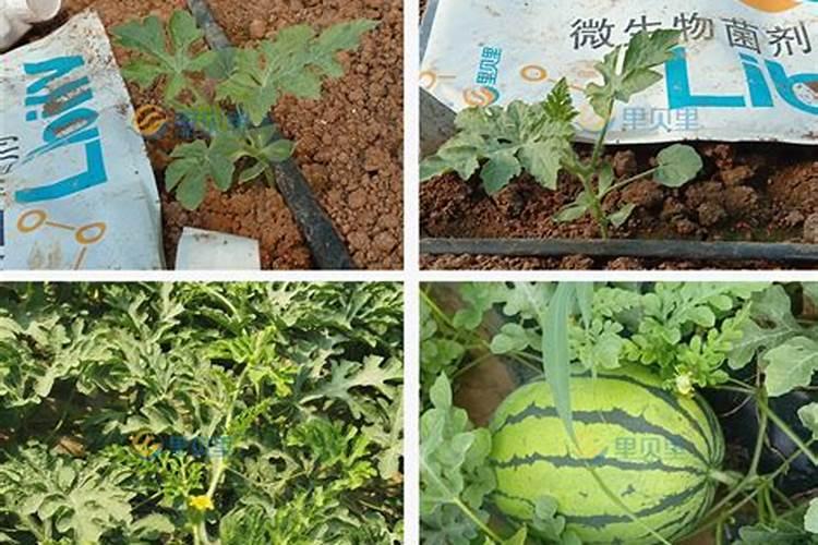 西瓜上得问题:我想问一下,种西瓜底肥用什么配比的肥料,生物菌肥每亩...