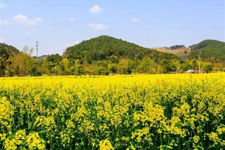 月季施什么肥最好 适合用什么肥料