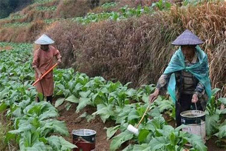 磷酸二氢钾和芸苔素混搭喷施烟叶怎么时候最佳？