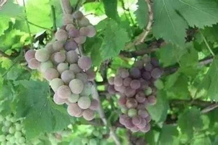 大豆叶面肥的喷施技巧