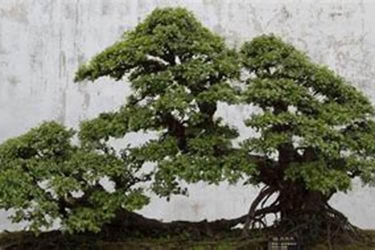 榆树盆景冬季怎么养(详解盆景榆树的养护要点)