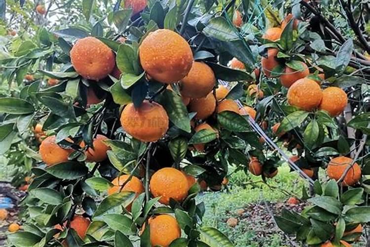 开春喝什么绿茶好？龙井、碧螺春等不错