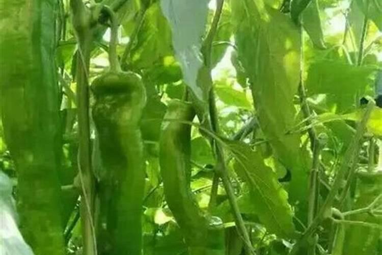 一年树脐橙施肥方案 施什么肥效果好