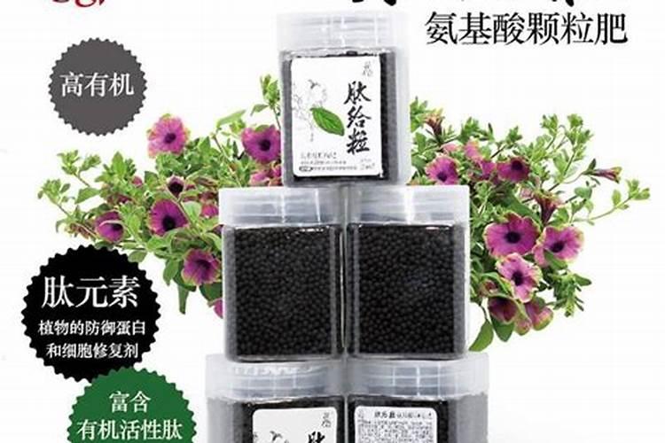 茉莉花用什么有机肥