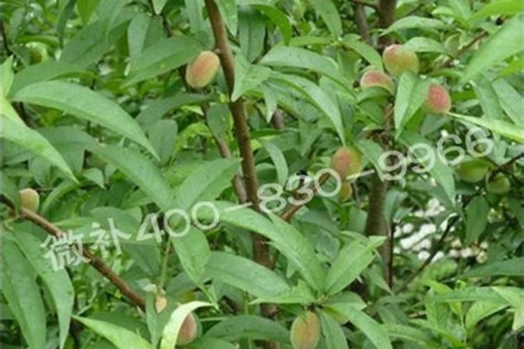 脐橙底肥施肥方法